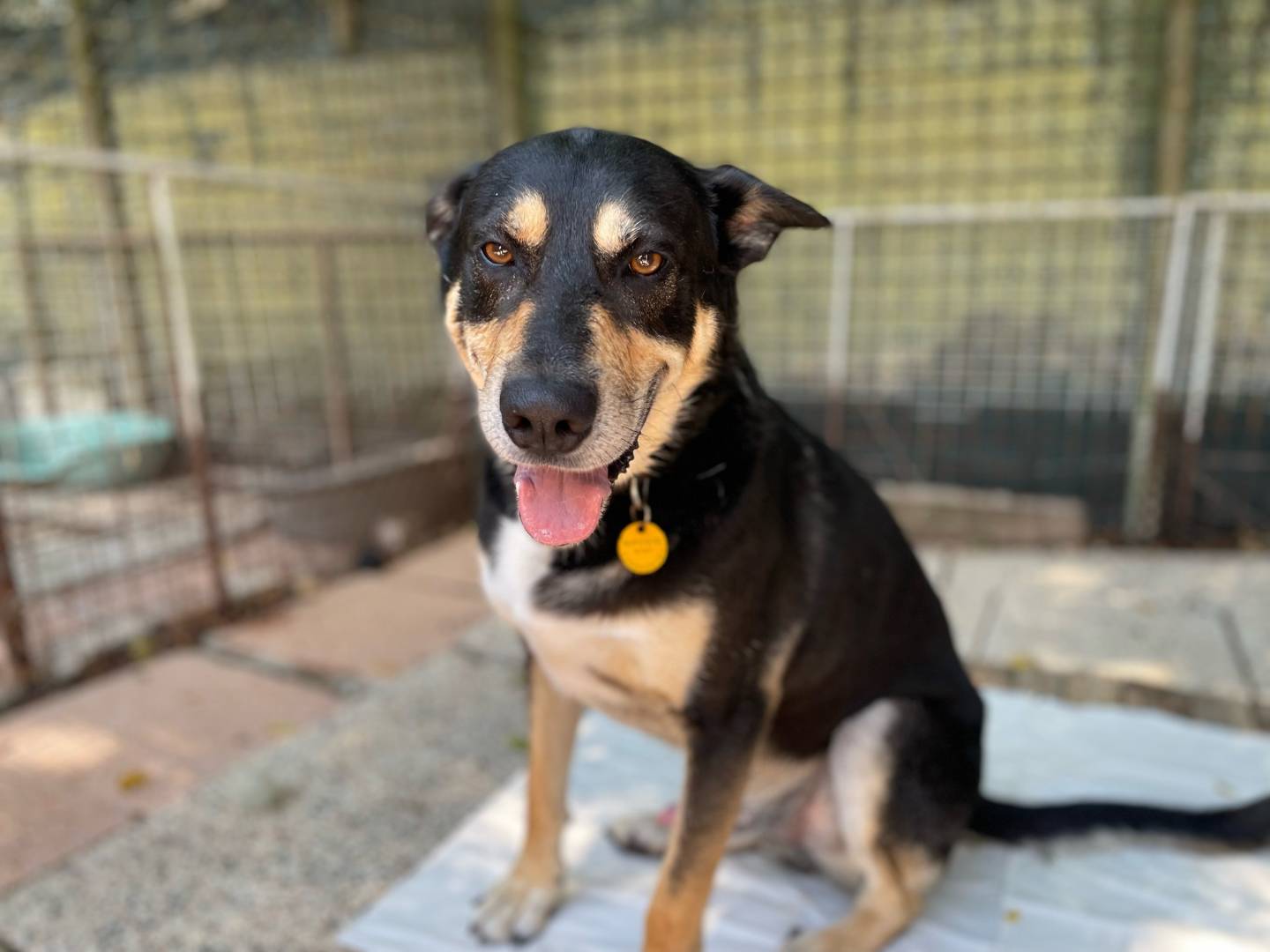 Adozione cane, maschio, Rottweiler Pastore tedesco, 5 anni  e 9 mesi , taglia grande, Venezia