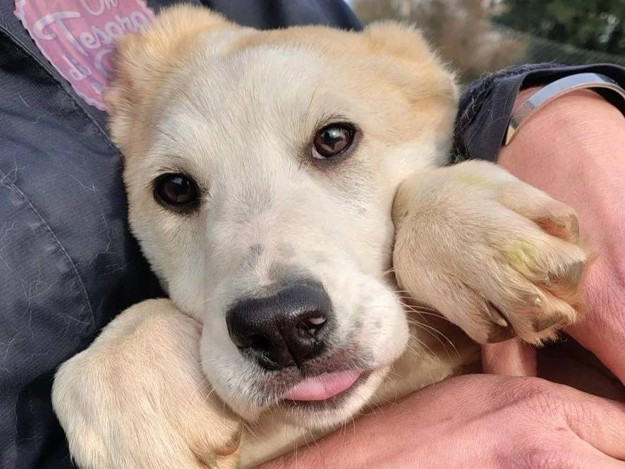 Adotta un cane, taglia media, femmina, Roma