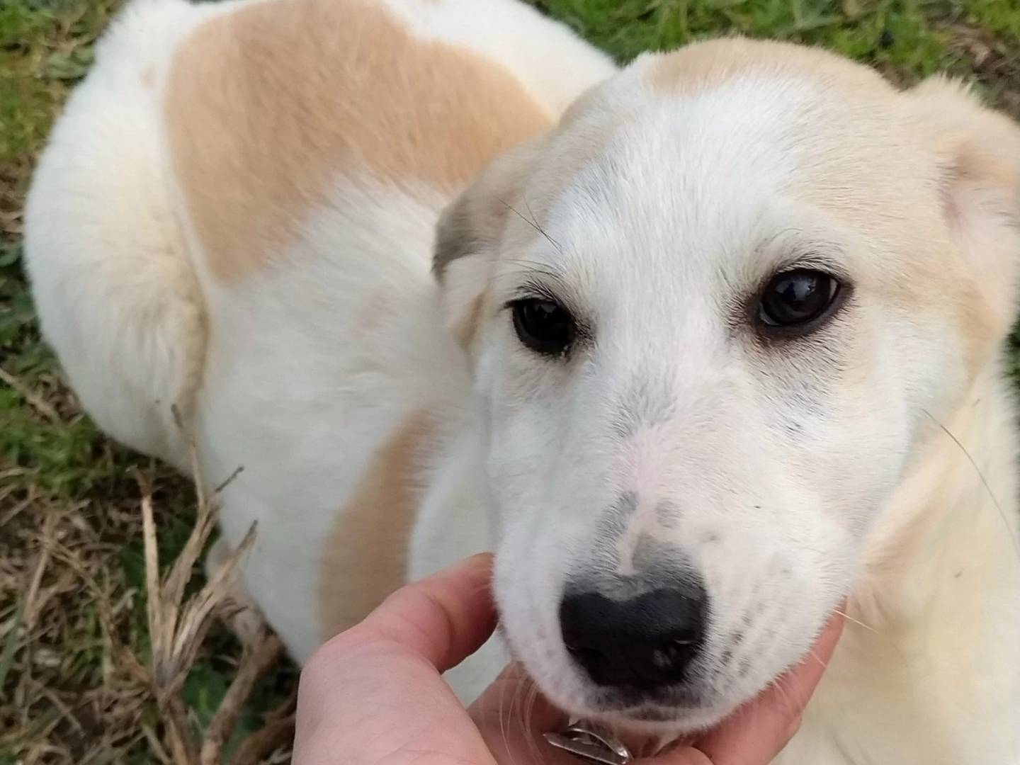 Vuoi adottare un cane a Roma?