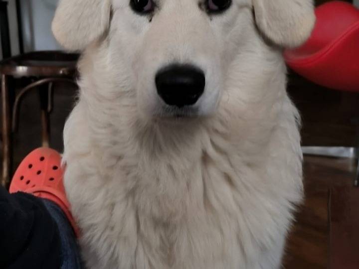 Adotta un cane, femmina, 2 anni e 4 mesi, Genova