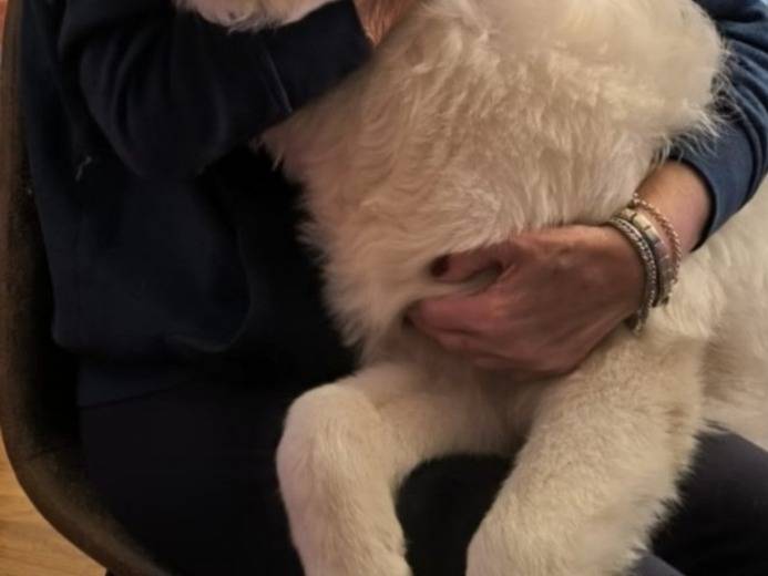 Vuoi adottare un cane a Genova?