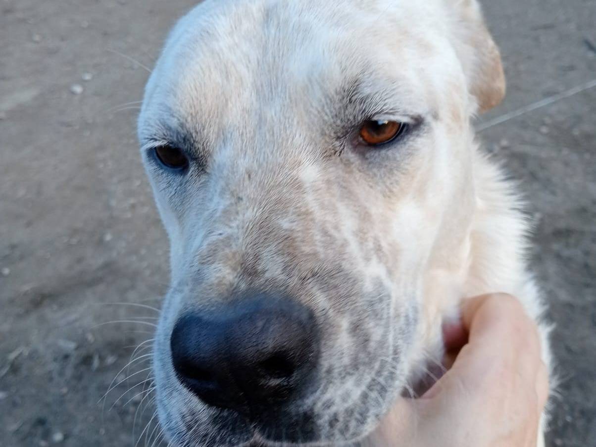 Foto dell'animale
