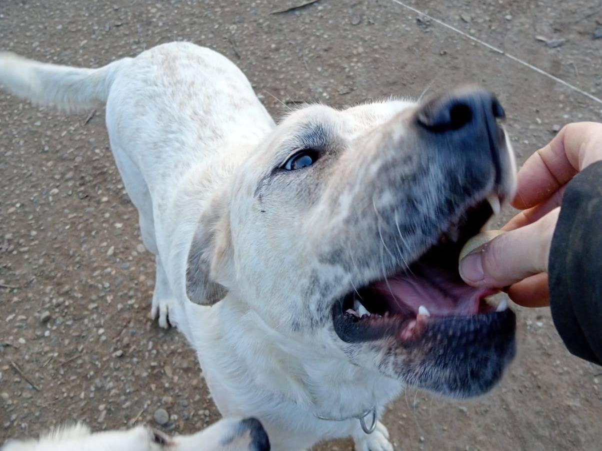 Adotta un cane, maschio, 2 anni  e 3 mesi , Pavia