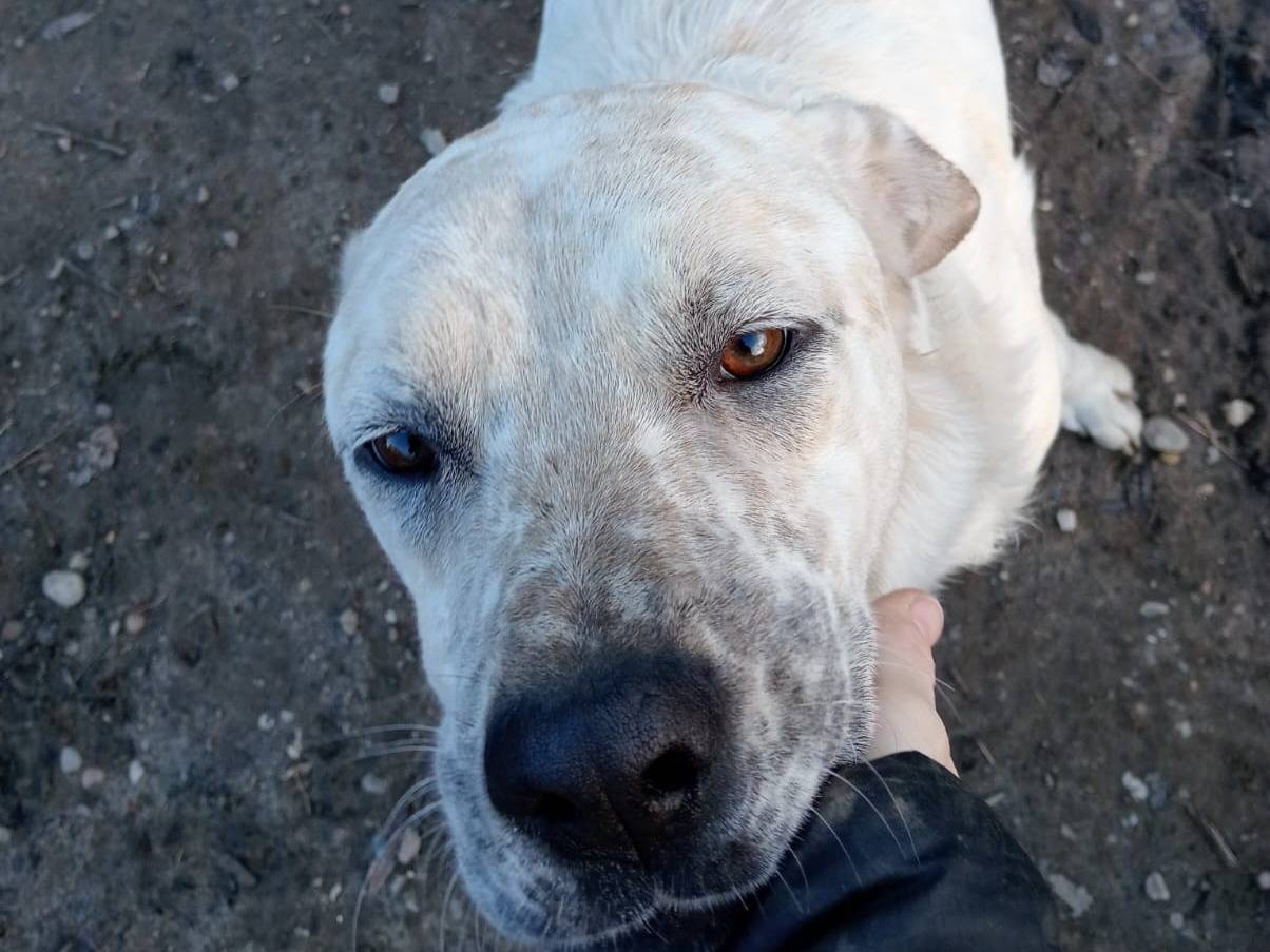 Adotta un cane, taglia media, maschio, Pavia