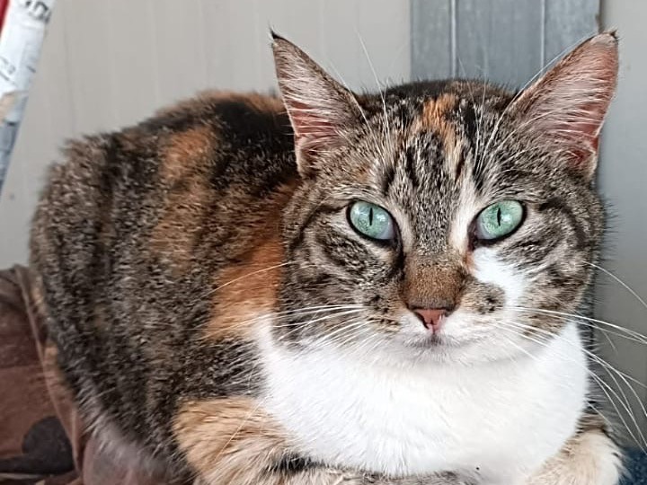 Adotta un gatto, femmina, 4 anni  e 9 mesi , Roma