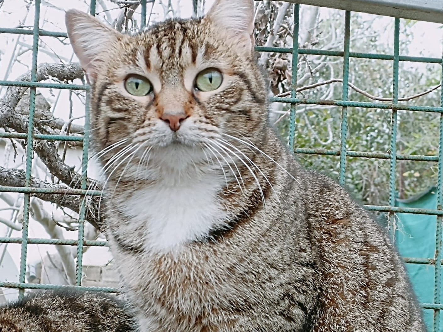 Vuoi adottare un gatto a Roma?