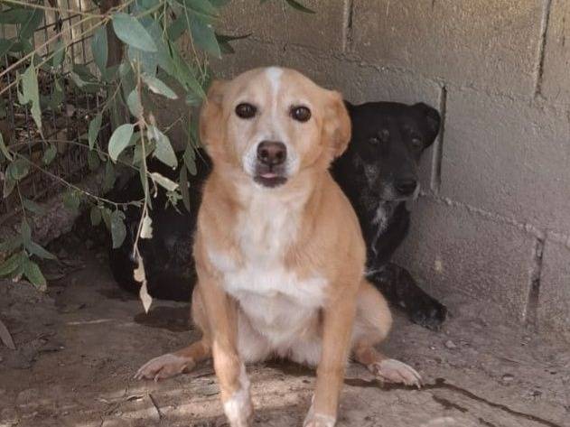 Adozione cane, femmina, Razza sconosciuta Razza sconosciuta, 11 anni  e 1 mese, taglia piccola, Crotone