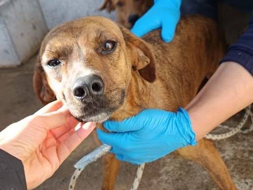 Adozione cane, femmina, Razza sconosciuta Razza sconosciuta, 2 anni  e 1 mese, taglia media contenuta, Crotone