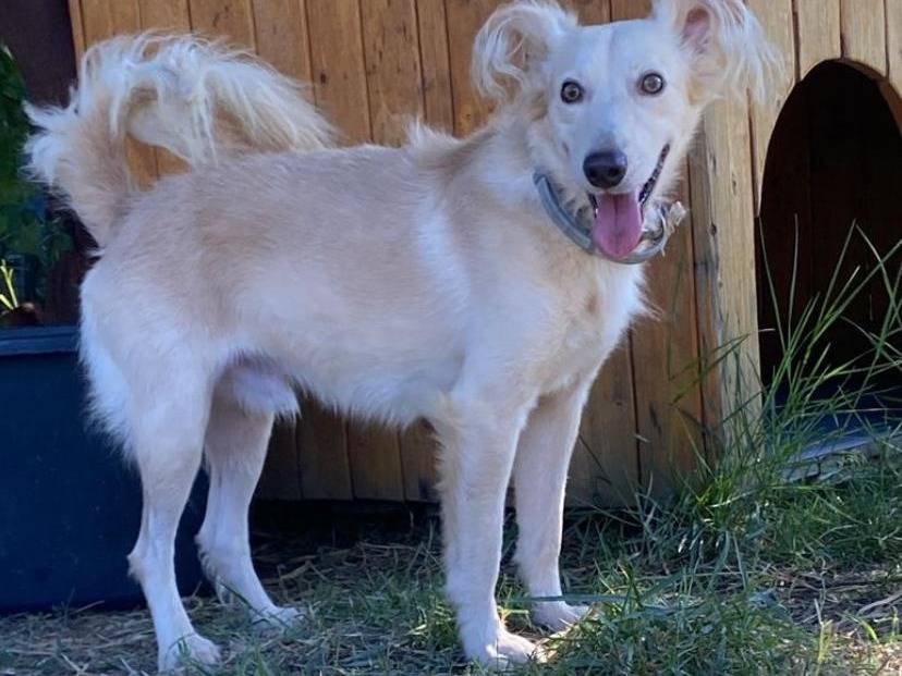 Adozione cane, maschio, Razza sconosciuta Razza sconosciuta, 2 anni  e 8 mesi , taglia media contenuta, Siracusa