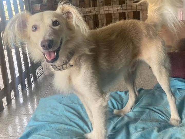 Adotta un cane, maschio, 2 anni  e 10 mesi , Siracusa