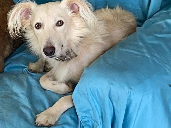 Adotta un cane, taglia media contenuta, maschio, Siracusa