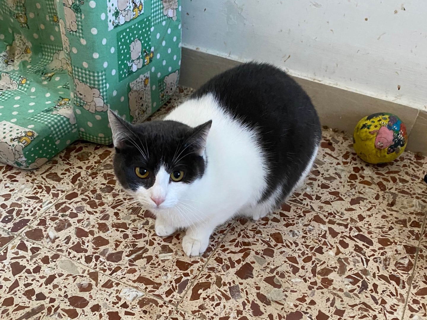 Adotta un gatto, femmina, 1 anno e 2 mesi , Teramo