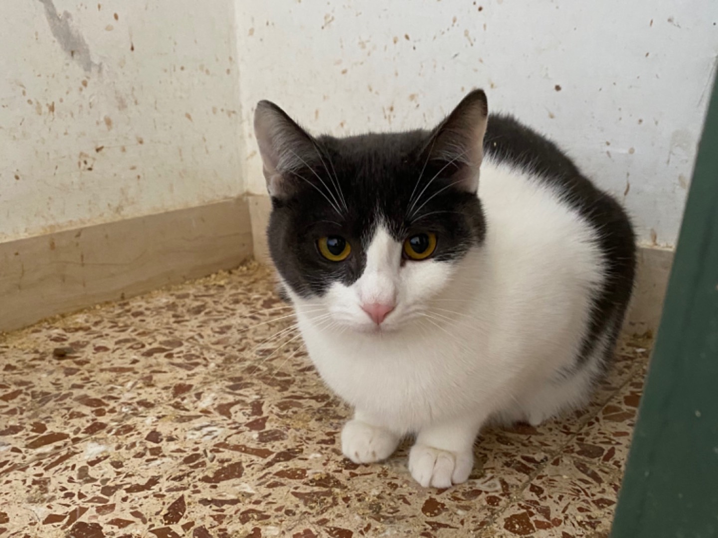 Adotta un gatto, taglia non valida, femmina, Teramo
