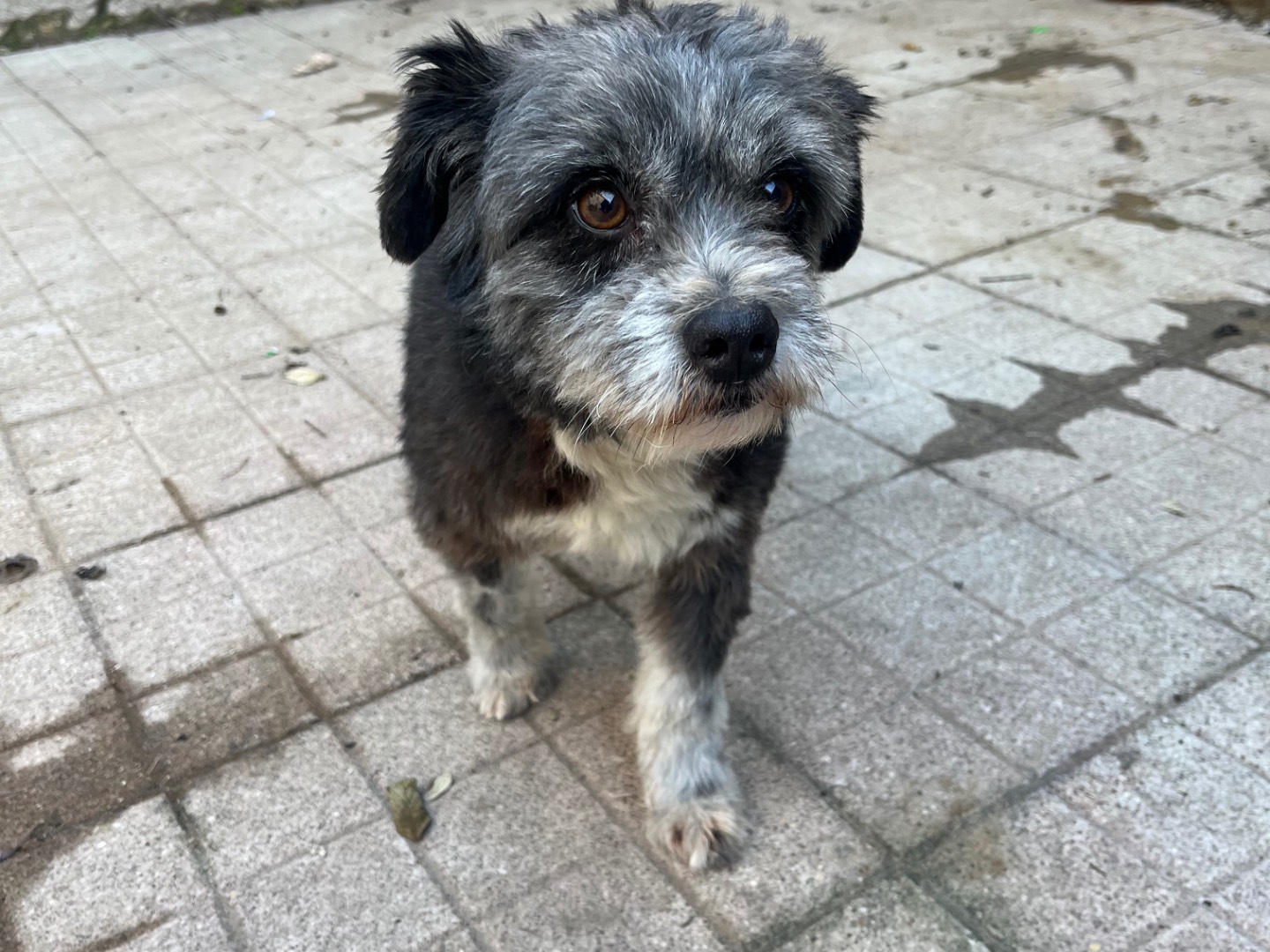 Adotta un cane, maschio, 6 anni  e 10 mesi , Avellino