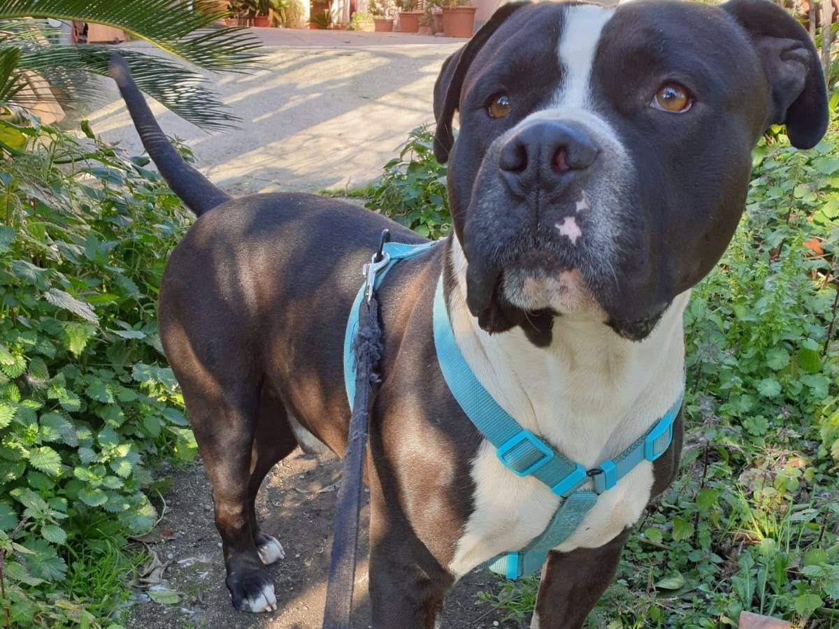 Adotta un cane, maschio, 3 anni  e 9 mesi , Avellino