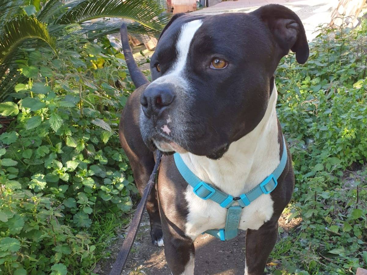 Adotta un cane, taglia media, maschio, Avellino