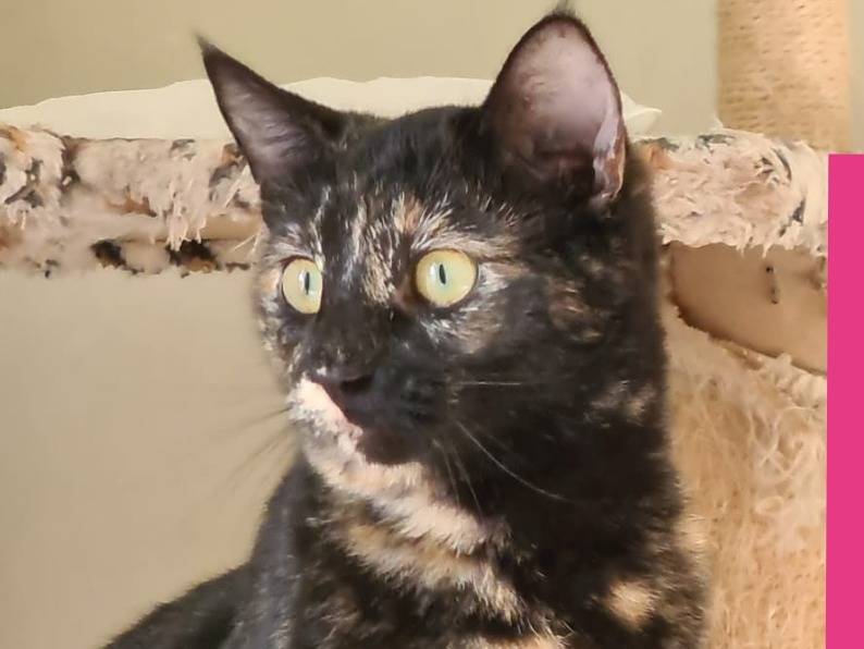 Adotta un gatto, femmina, 7 mesi, Bari