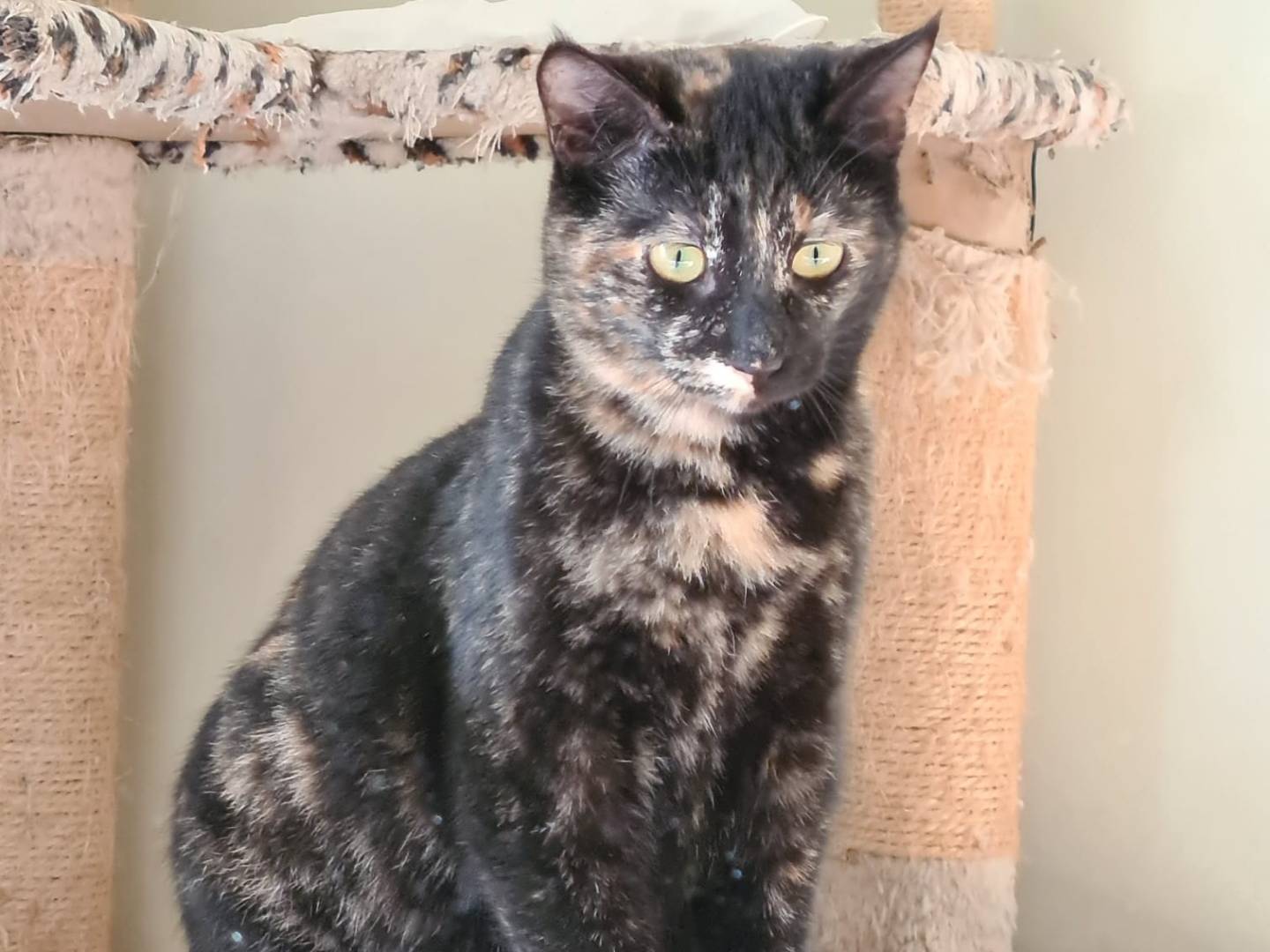 Adotta un gatto, taglia non valida, femmina, Bari