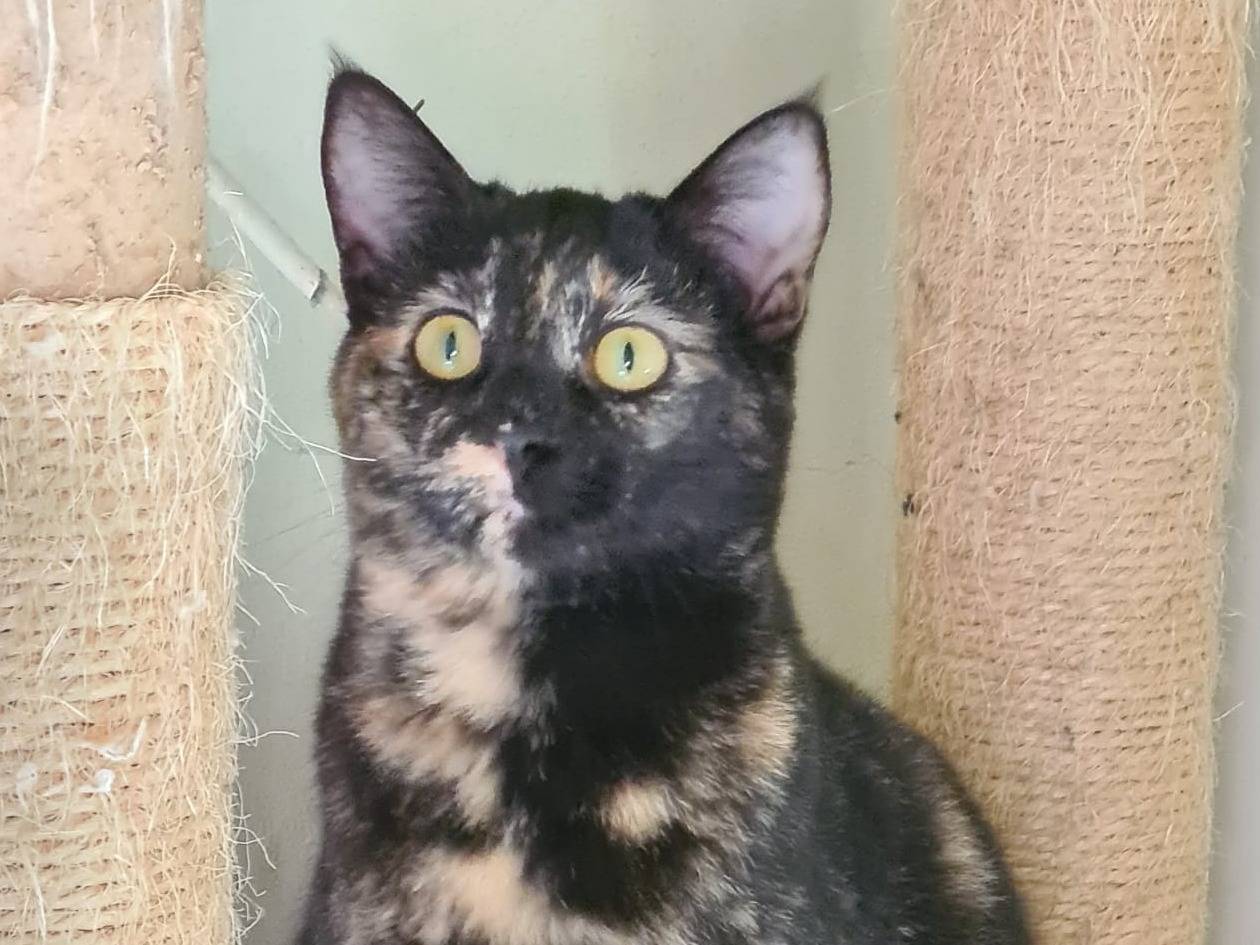 Adotta il gatto April a Bari