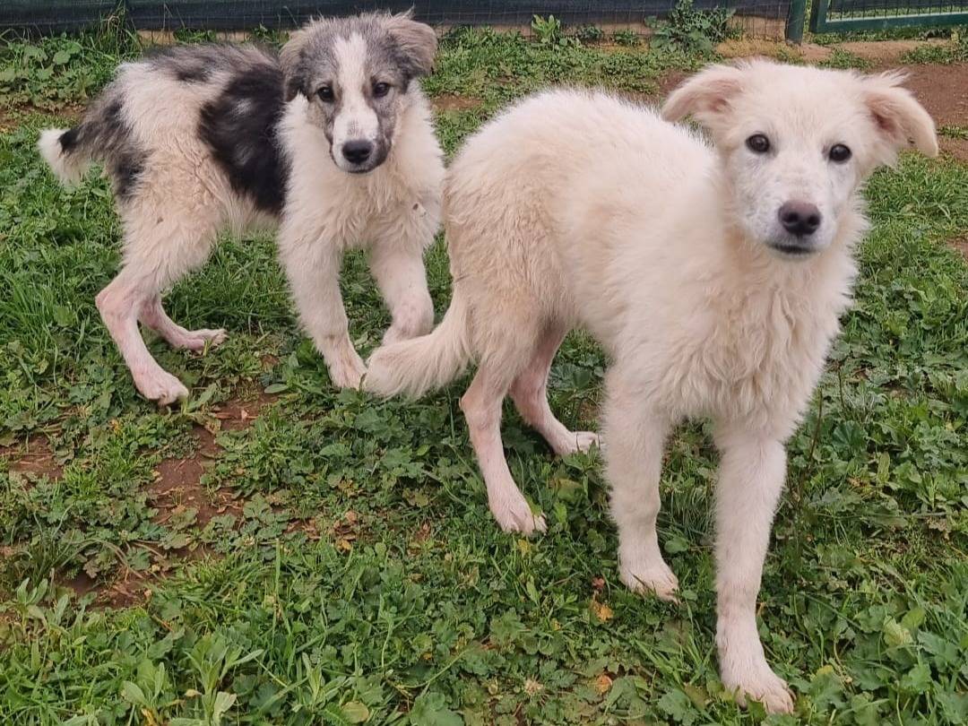 Foto dell'animale