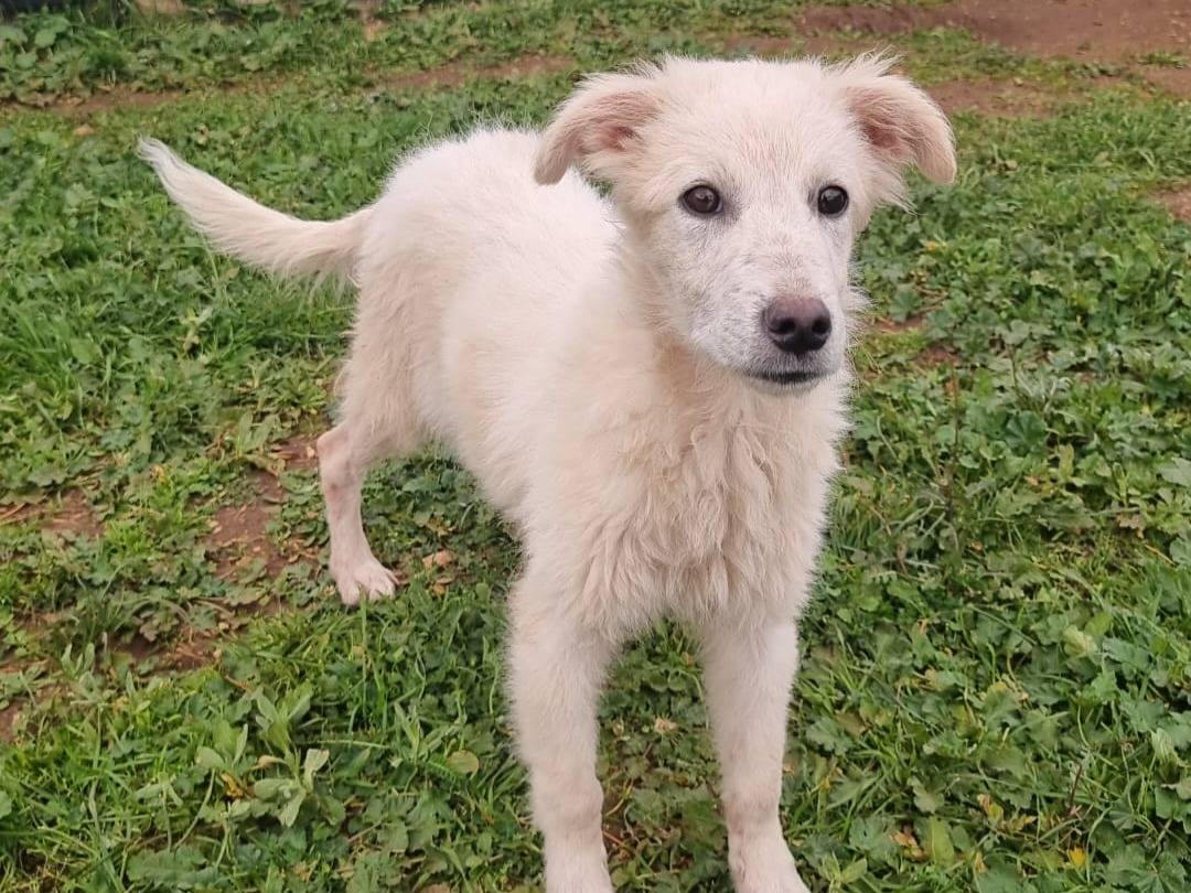 Adotta un cane, femmina, 4 mesi, Bari
