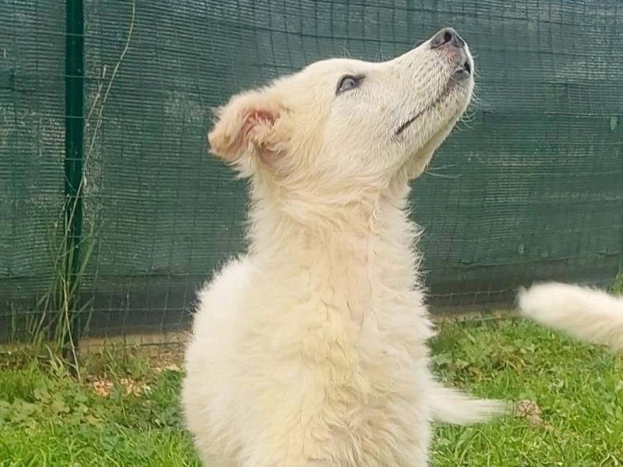 Adotta un cane, taglia media, femmina, Bari