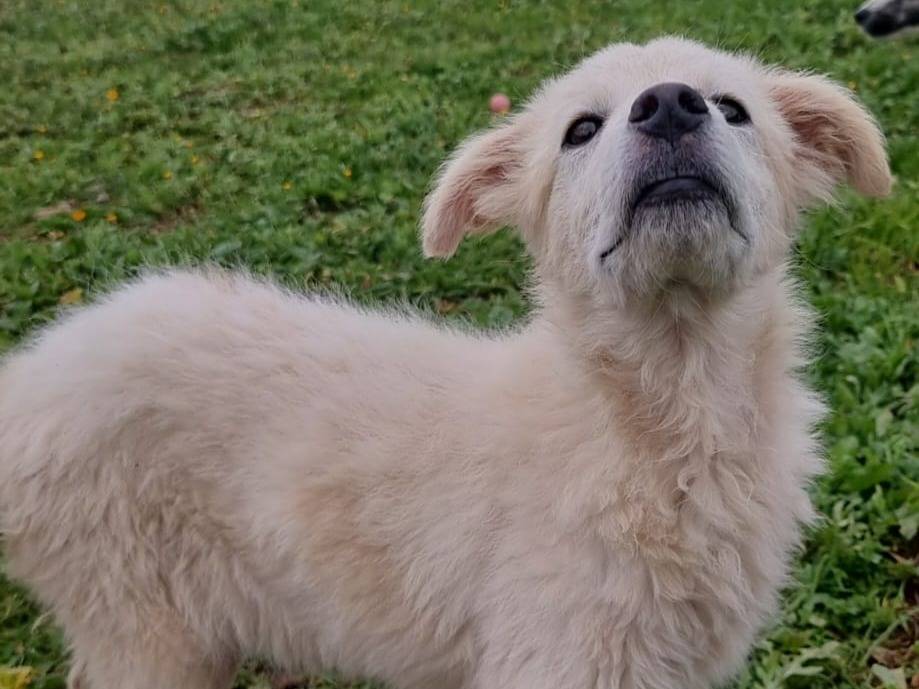Vuoi adottare un cane a Bari?