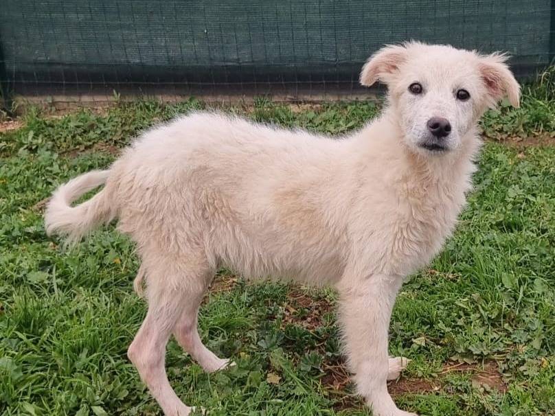Adotta il cane USHA a Bari