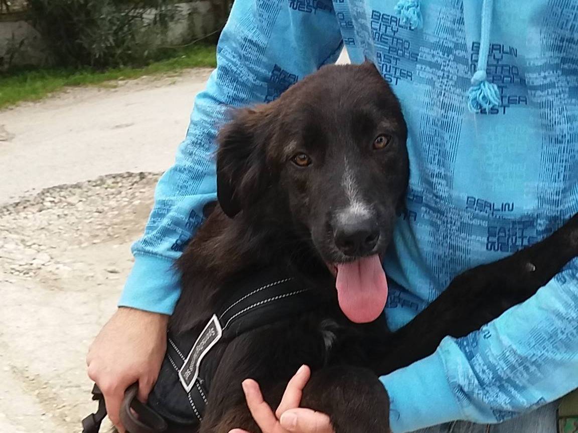 Adotta il cane GOKU a Caserta