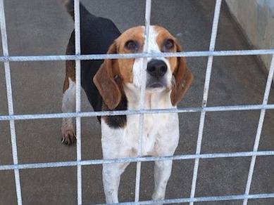 Adotta un cane, femmina, 3 anni  e 8 mesi , Frosinone