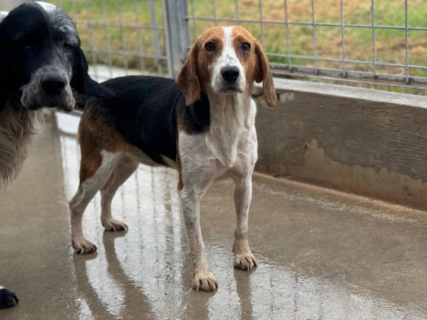 Adotta un cane, taglia media contenuta, femmina, Frosinone