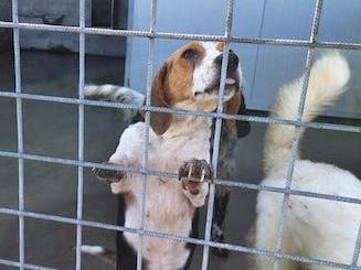 Vuoi adottare un cane a Frosinone?