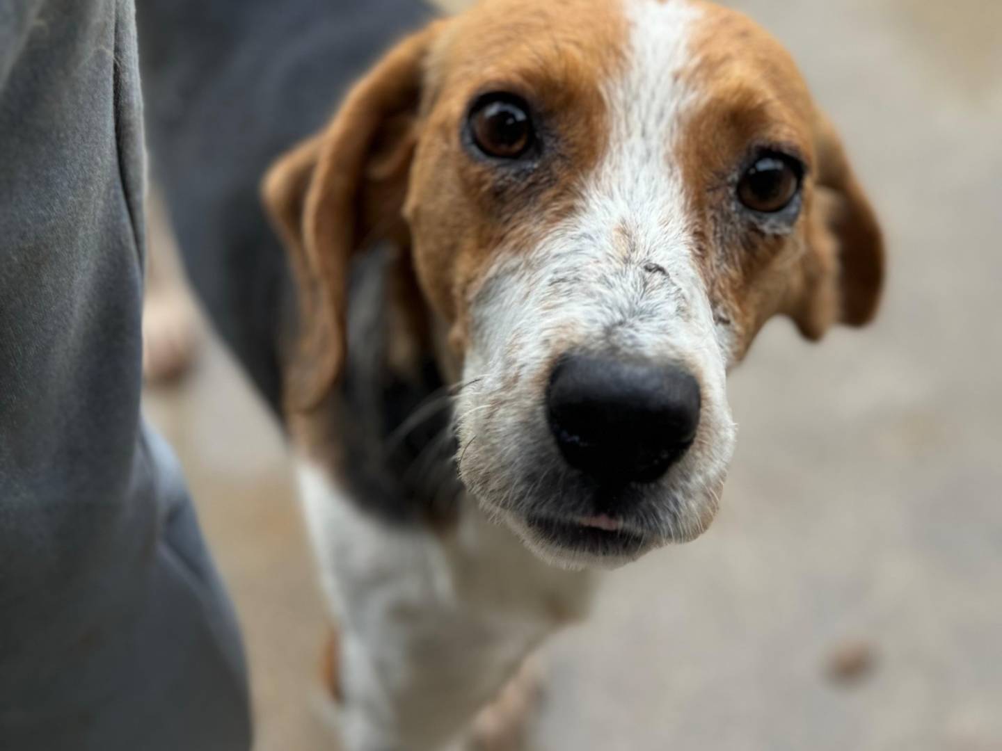 Adotta il cane RAMETTA a Frosinone