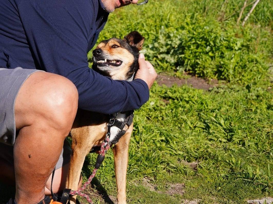 Adotta un cane, maschio, 9 anni  e 3 mesi , Caserta