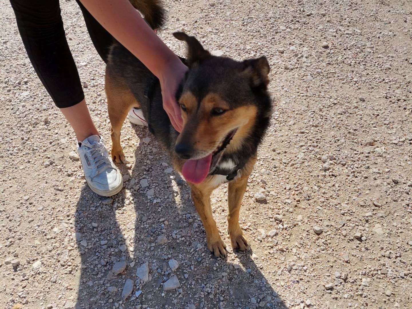 Adotta un cane, taglia media contenuta, maschio, Caserta