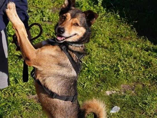 Adotta il cane BUDDY a Caserta
