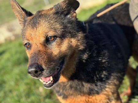 Adotta un cane, femmina, 9 anni  e 4 mesi , Frosinone