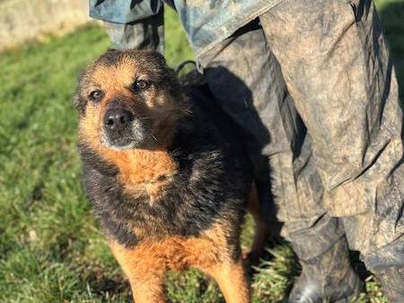 Adotta un cane, taglia media, femmina, Frosinone