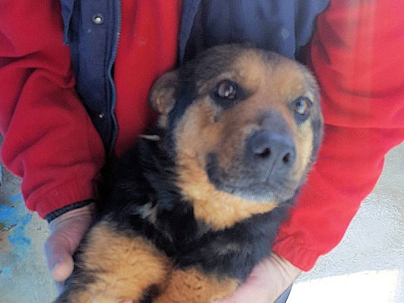 Vuoi adottare un cane a Frosinone?