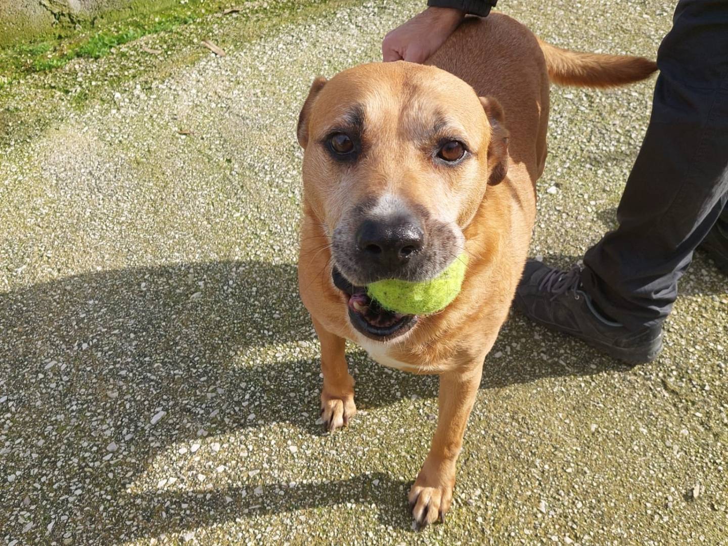 Adozione cane, femmina, Pitbull Razza sconosciuta, 14 anni e 5 mesi, taglia media, Caserta