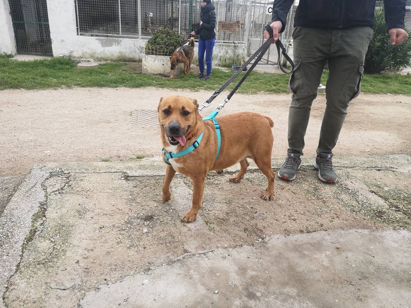 Adotta un cane, femmina, 14 anni e 5 mesi, Caserta