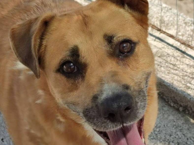 Adotta un cane, taglia media, femmina, Caserta