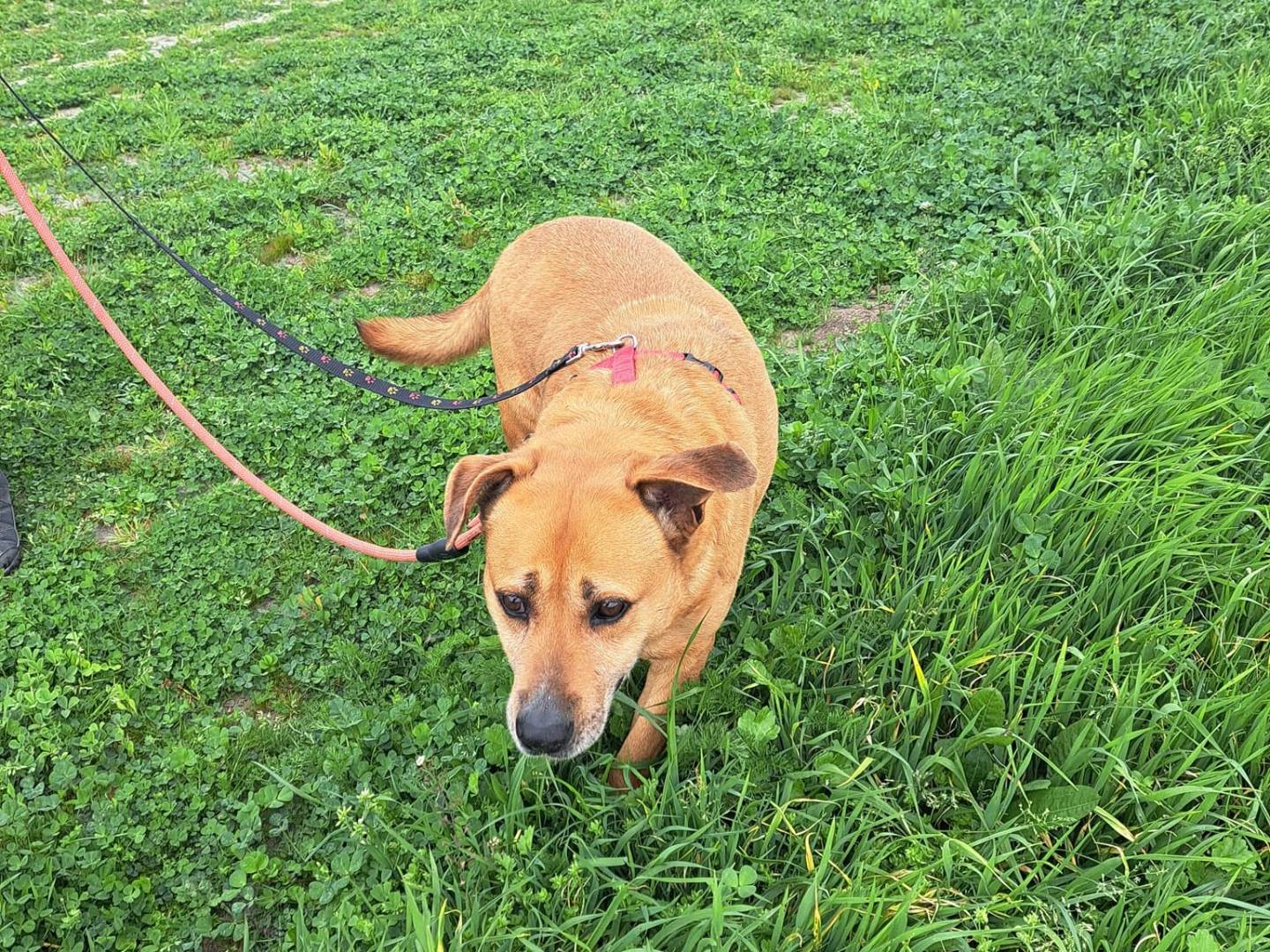 Vuoi adottare un cane a Caserta?