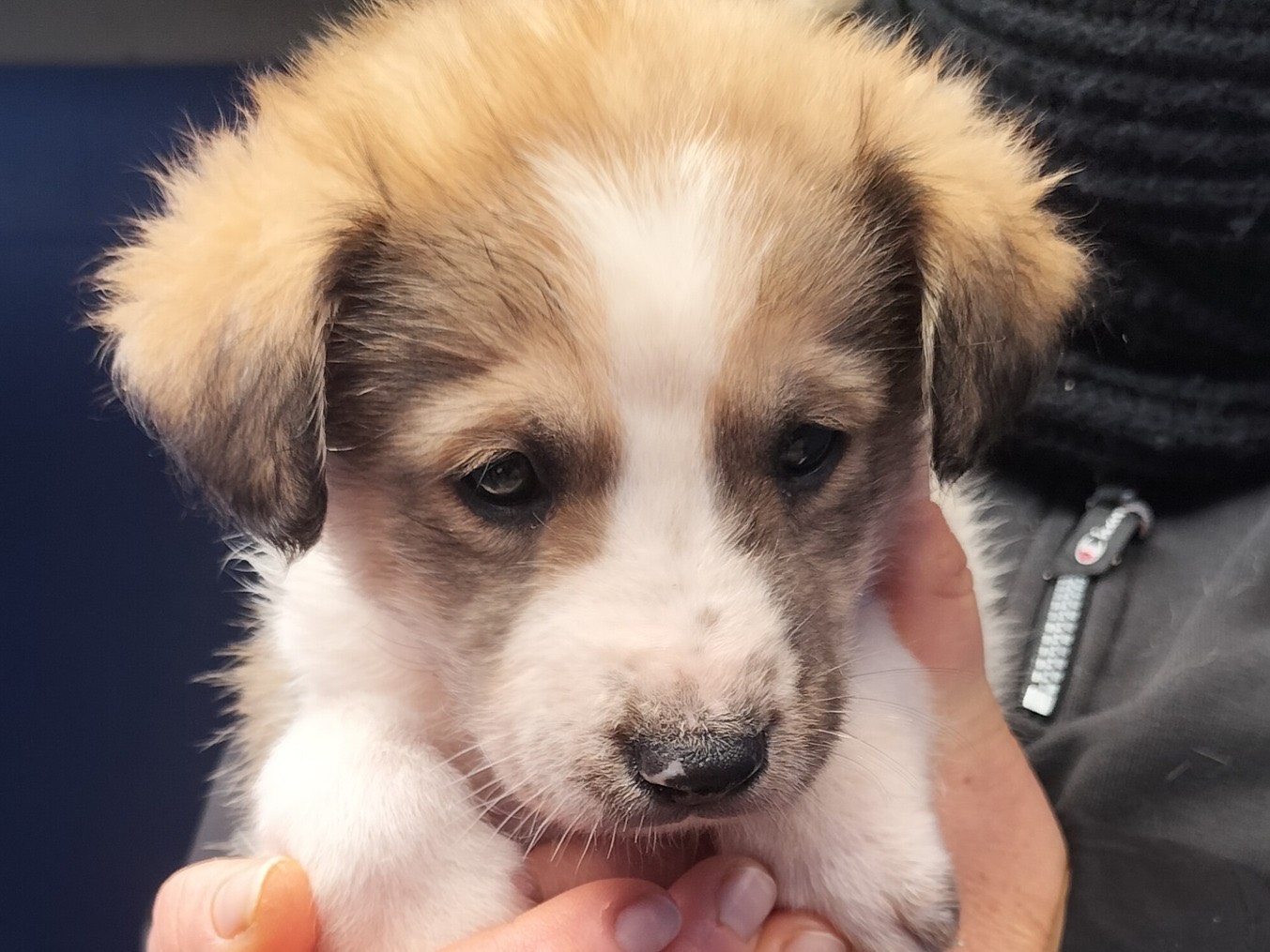 Adozione cane, maschio, Razza sconosciuta Razza sconosciuta, 2 mesi, taglia media, Bari