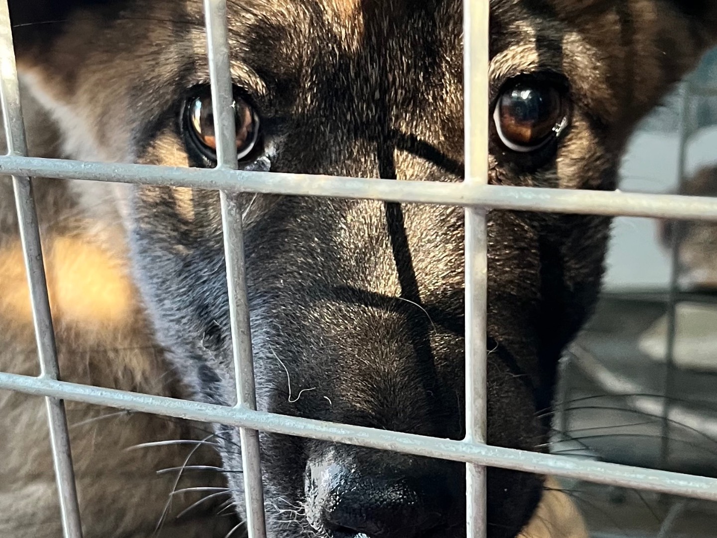 Adotta un cane, femmina, 5 mesi, Bergamo