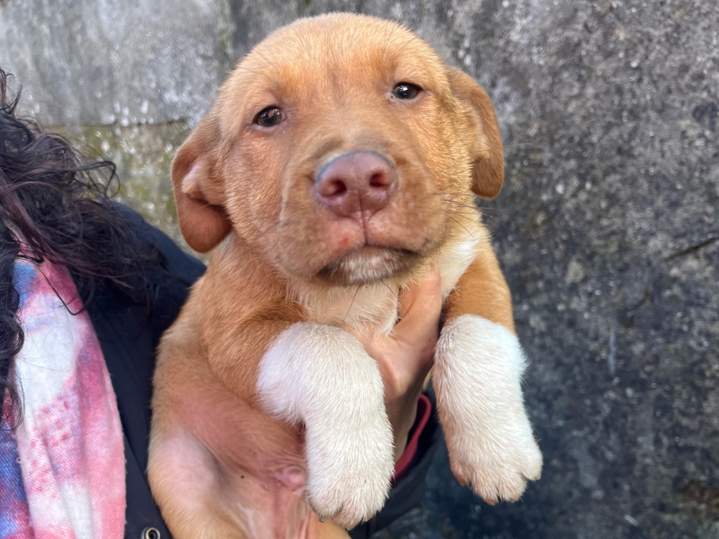 Adozione cane, maschio, Razza sconosciuta Razza sconosciuta, 1 anno e 8 mesi, taglia media, Avellino