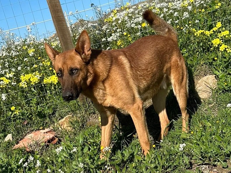 Vuoi adottare un cane a Enna?