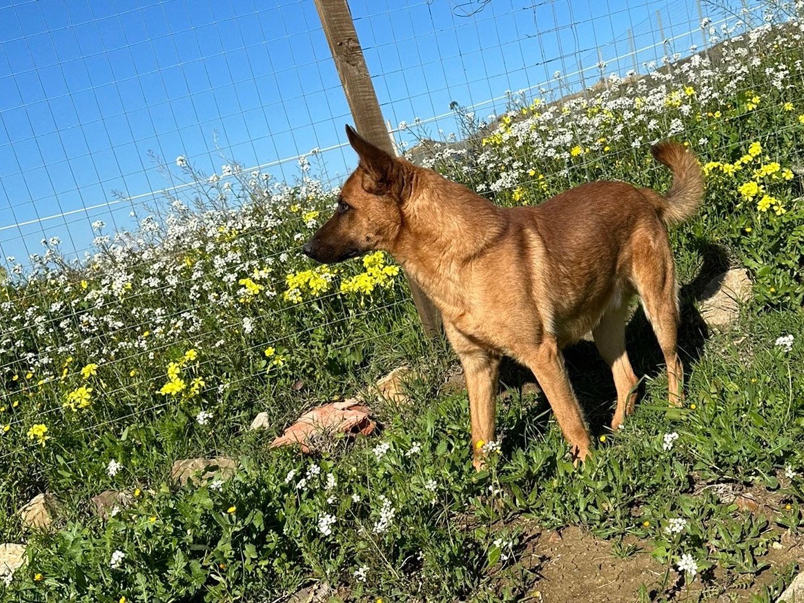 Adotta un cane, taglia media, maschio, Enna