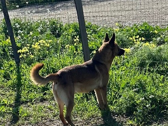 Adotta un cane, maschio, 1 anno e 6 mesi , Enna