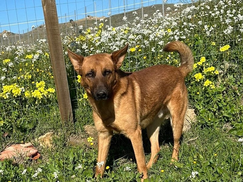 Adotta il cane REX a Enna